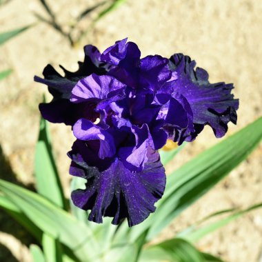 bahçede büyük güzel mavi iris