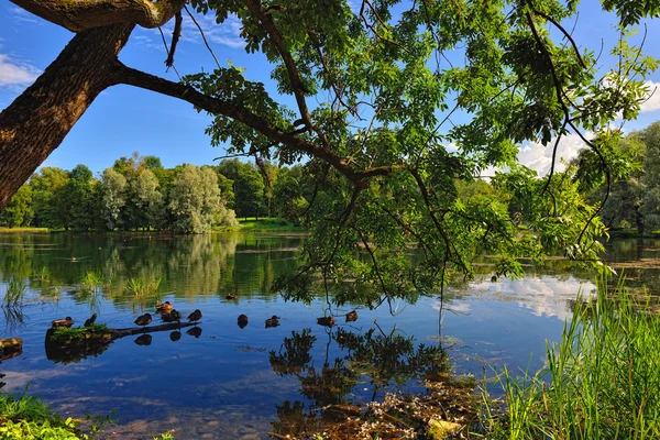 Paisaje de verano con lago en el jardín de Gatchina , — Foto de Stock