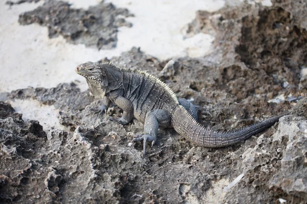 Marine iguana — Stock Photo, Image