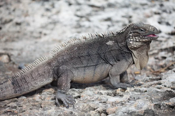 Iguana marinha — Fotografia de Stock