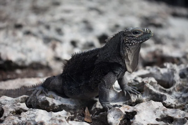 Marine iguana — Stock Photo, Image