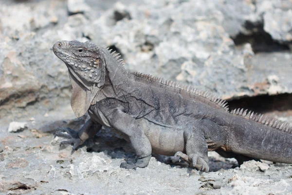 Iguana marinha — Fotografia de Stock