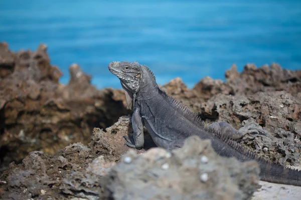 Iguana marinha — Fotografia de Stock