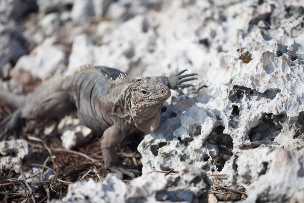 Iguana marinha — Fotografia de Stock