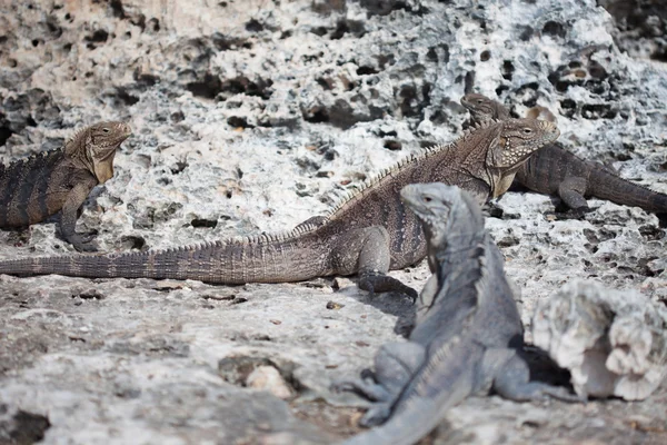 Iguana marinha — Fotografia de Stock