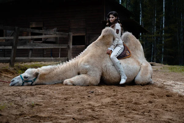 Young beautiful brunette in a rider costume is sitting next to large white camel — Stock Photo, Image