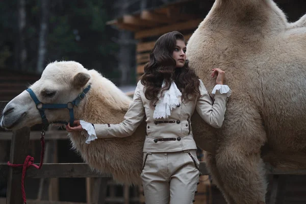 Young beautiful brunette in a rider costume next to a big white camel — Stock Photo, Image