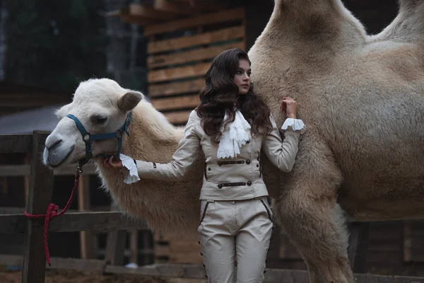 Young beautiful brunette in a rider costume next to a big white camel — Stock Photo, Image