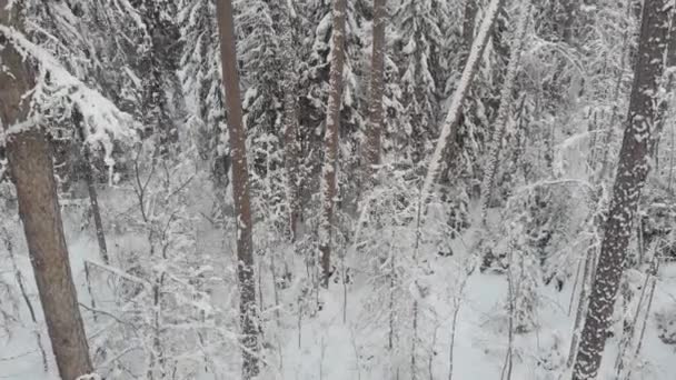 Camera descent, overview of the coniferous forest in winter, beautiful winter, — Stockvideo