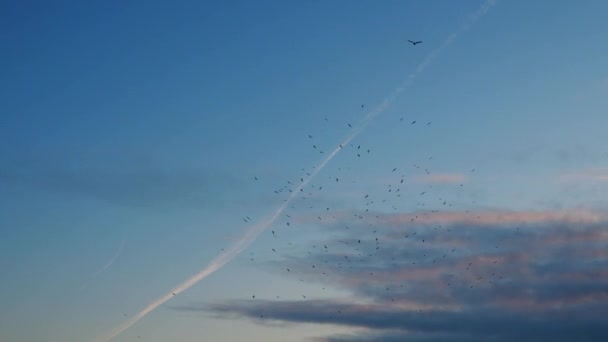 Å ta opp en håndfull sand og helle den ut gjennom fingrene hennes, en ung kvinne – stockvideo