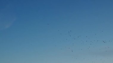 Mırıldanma, gökyüzünde hareket eden küçük bir kuş sürüsü, bir kuş sürüsü.,