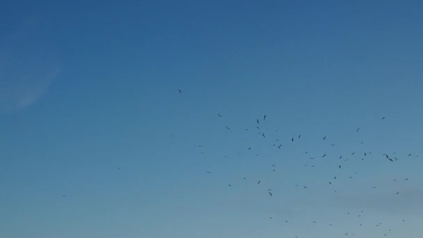 Murmuráció, egy kis madárraj az égen, egy madárraj., — Stock videók