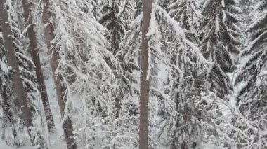 Camera rotation, overview of the coniferous forest in winter, beautiful winter,