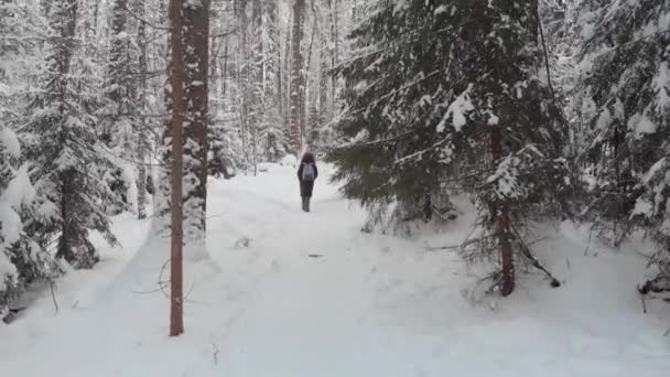 Хвойний ліс взимку, красива зимова природа, молода жінка, що йде — стокове відео