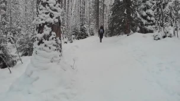 Bosque de coníferas en invierno, hermosa naturaleza invernal, una mujer joven — Vídeo de stock