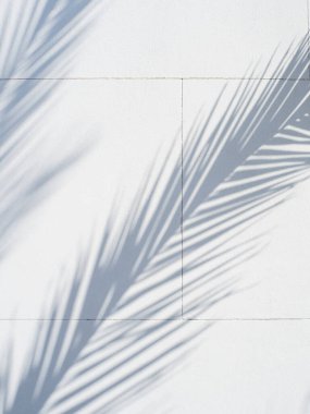 Beyaz bir duvarda güzel palmiye dalları, yaz havasında doku..