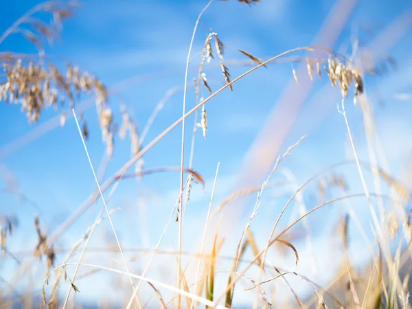 Dry grass against the sky, shallow depth of field. natural background — Stock Photo, Image