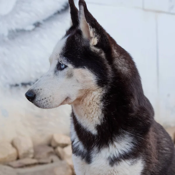 Cute fluffy husky dog in the yard, close-up portrait. — Stock Photo, Image