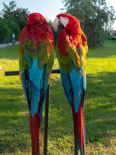 Zwei schöne helle Papageien, Papageien auf der Straße — Stockfoto