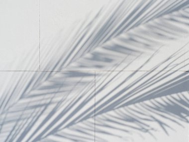 Beyaz bir duvarda güzel palmiye dalları, yaz havasında doku..