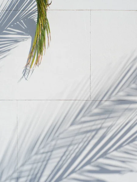 Prachtige schaduw van palmtakken op een witte muur, textuur met een zomerse stemming. — Stockfoto