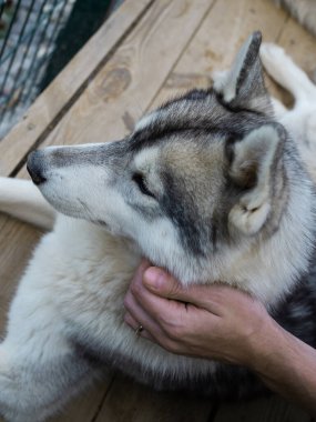 Sevgili hayvanını okşayan bir adamın eli kabarık boynunu kaşır.