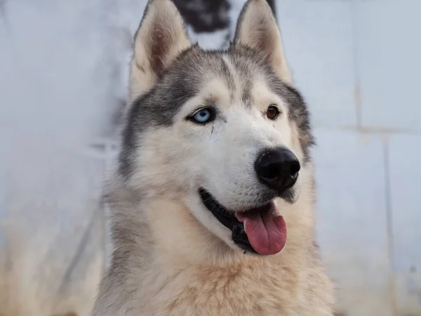 Cute fluffy husky dog in the yard, close-up portrait. — Stock Photo, Image