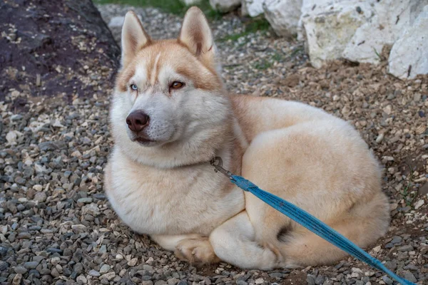 Carino soffice cane husky nel cortile, ritratto ravvicinato. — Foto Stock