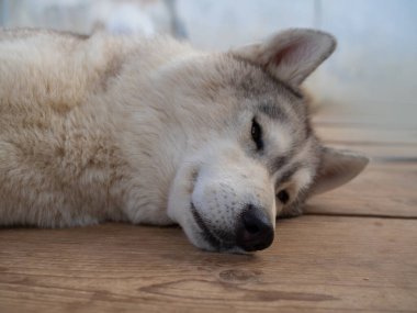 Bahçede sevimli yumuşacık bir köpek, yakından çekilmiş bir portre..