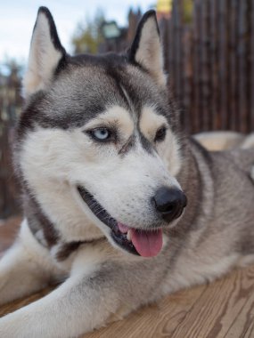 Bahçede sevimli yumuşacık bir köpek, yakından çekilmiş bir portre..
