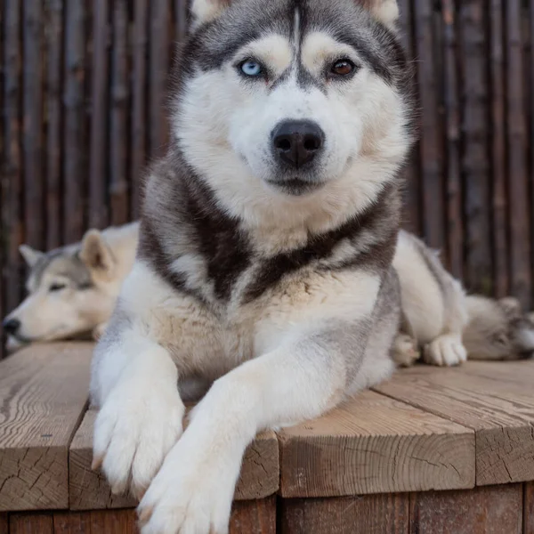 Dwa piękne husky psy odpoczywają na podwórku, jeden na pierwszym planie. — Zdjęcie stockowe