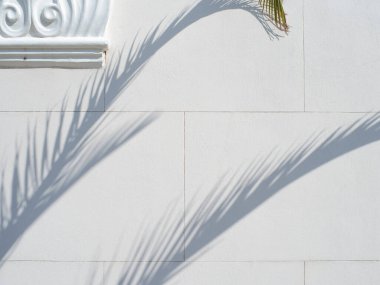 Palmiye dalları beyaz bir duvara, sütuna ve duvarlara gölge düşürür,