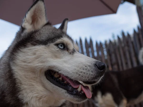 Słodkie puszysty husky pies w podwórku, zbliżenie portret. — Zdjęcie stockowe
