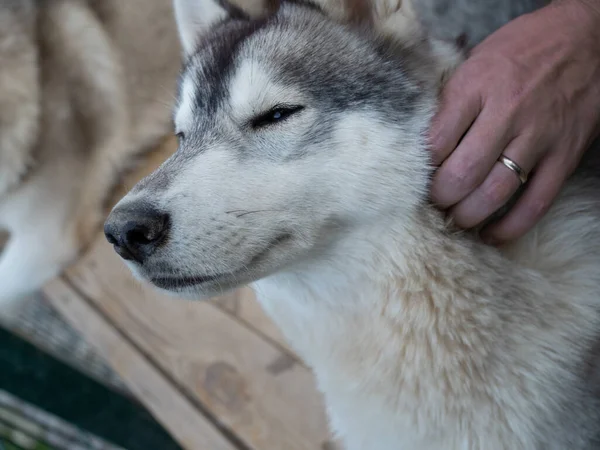 Stroking hans älskade husdjur, en mans hand repor den fluffiga halsen — Stockfoto
