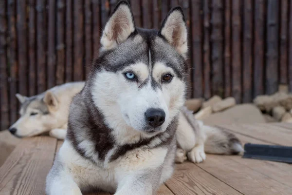 Dwa piękne husky psy odpoczywają na podwórku, jeden na pierwszym planie. — Zdjęcie stockowe