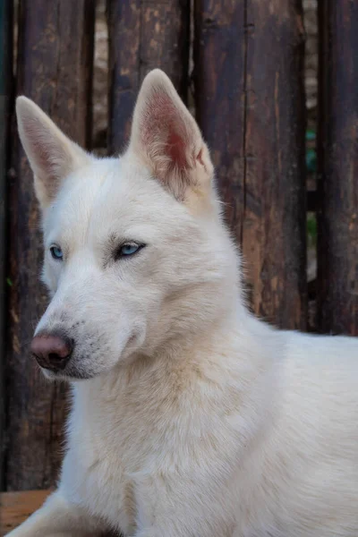 Симпатичная пушистая хаски-собака во дворе, абсолютно белая. портрет крупным планом. — стоковое фото