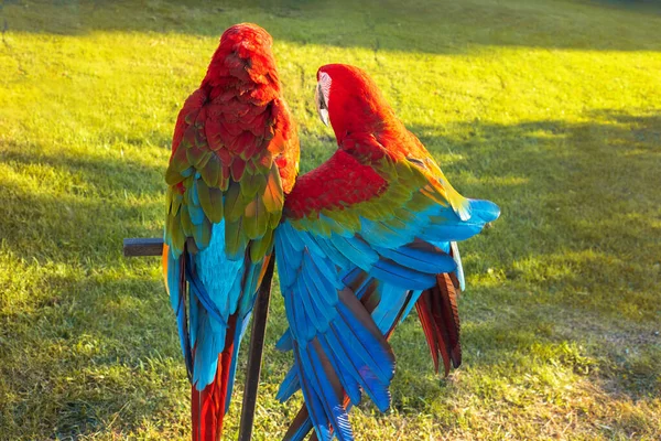 Zwei schöne helle Papageien, Papageien auf der Straße — Stockfoto