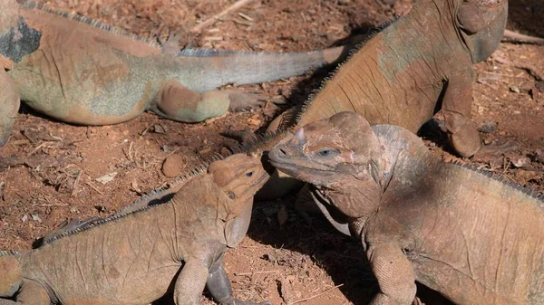 Duas iguanas sentam-se imóveis um ao lado do outro, lindos lagartos interessantes. — Fotografia de Stock