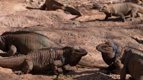 Dos iguanas están en conflicto entre sí, dominando en la naturaleza. — Vídeos de Stock