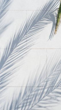Beyaz bir duvarda güzel palmiye dalları, yaz havasında doku..
