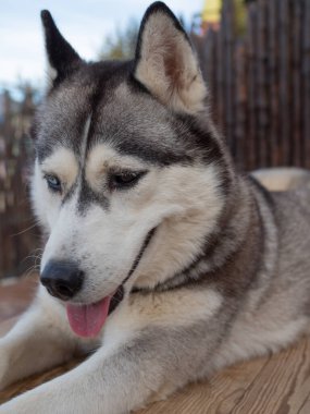 Bahçede sevimli yumuşacık bir köpek, yakından çekilmiş bir portre..