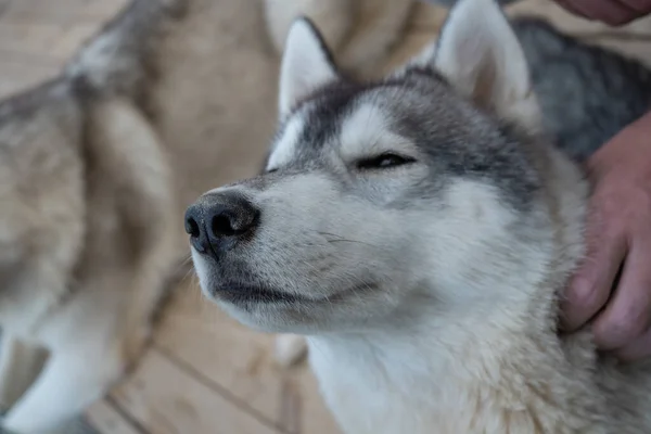 Acariciando seu amado animal de estimação, uma mão de homem coça o pescoço fofo Fotografia De Stock