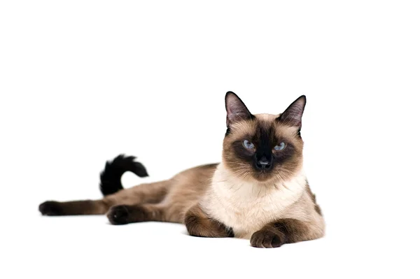 Siamese kat Rechtenvrije Stockafbeeldingen