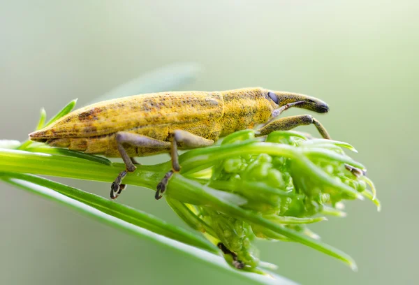Gelber Käfer (Curculionidae)) — Stockfoto