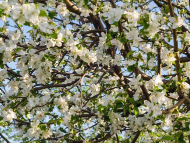 Crohn çiçek açan elma