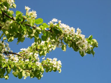 Mavi gökyüzü çiçek açan armut şubeleri