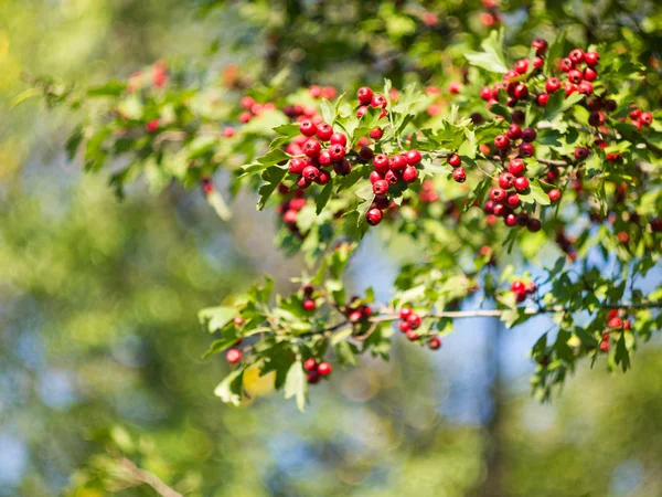 Hawthorn branch with fruits — Stock Photo, Image