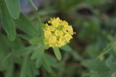 Batan güneşin altında çimenler