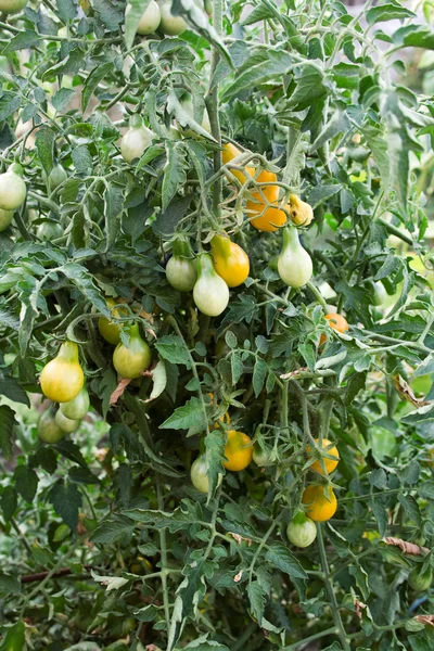 Variety of yellow tomato — Stock Photo, Image