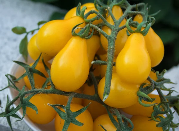 Tomates amarelos — Fotografia de Stock